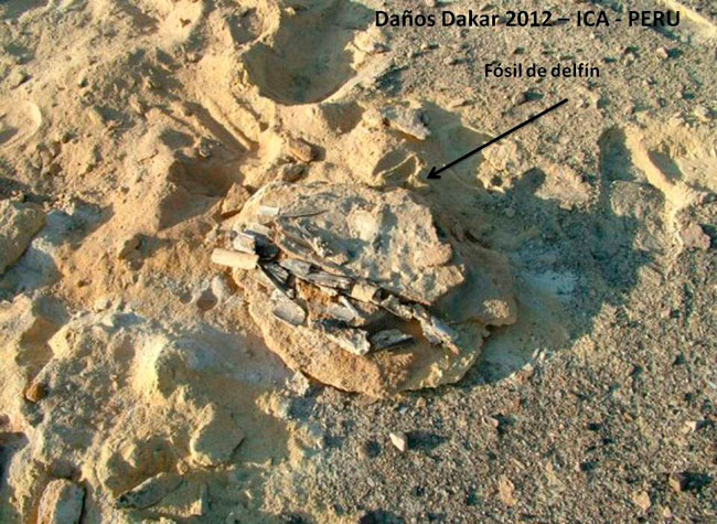 Fotografía cedida por la Asociación Museo Paleontológico Meyer Hönninger, donde se observan fósiles dañados por el paso del Dakar en el desierto de Ica al sur de Perú. Foto: EFE