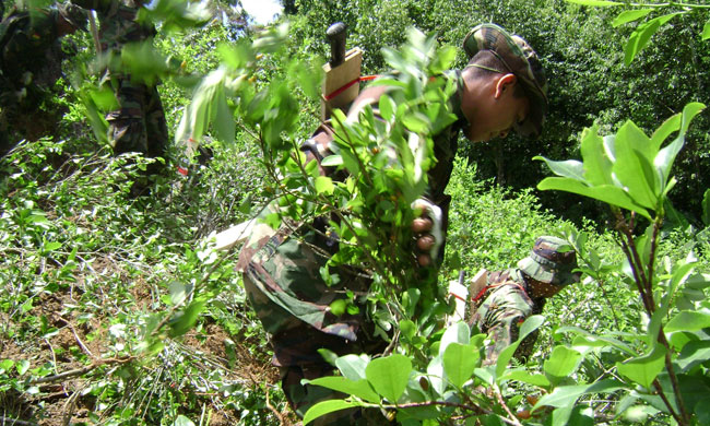 Fuerzas de erradicación de coca ilegal. Foto: ABI