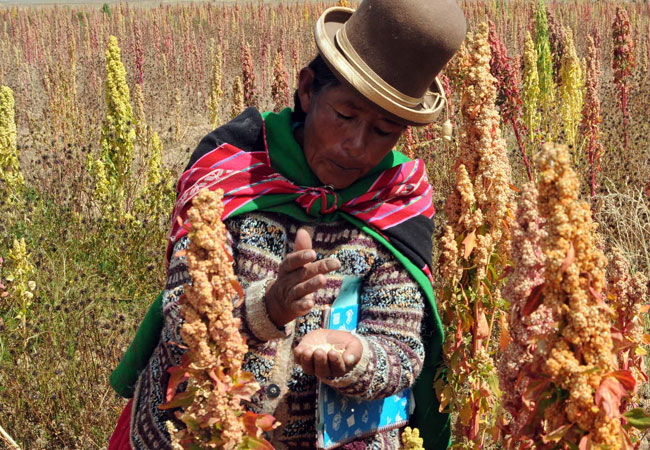 Producción de quinua en Bolivia. Foto: ABI