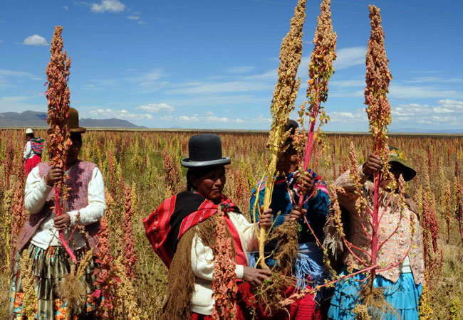 Plantaciones de quinua en la zona de Salinas de Garci Mendoza, Oruro. Foto: ABI