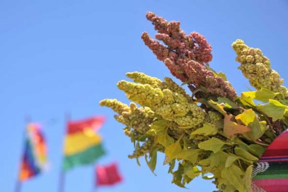 Bolivia acogerá en diciembre cierre oficial de Año Internacional de la Quinua. Foto: ABI