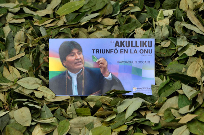 Imagen de Evo Morales al medio de hojas de coca, en la celebración de la despenalización del masticado de coca en enero pasado. Foto: ABI