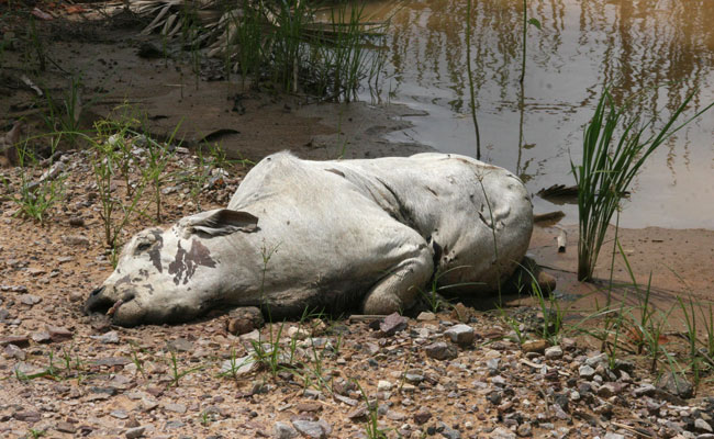 Las inundaciones han causado la pérdida de ganado en regiones de Beni. Foto: ABI