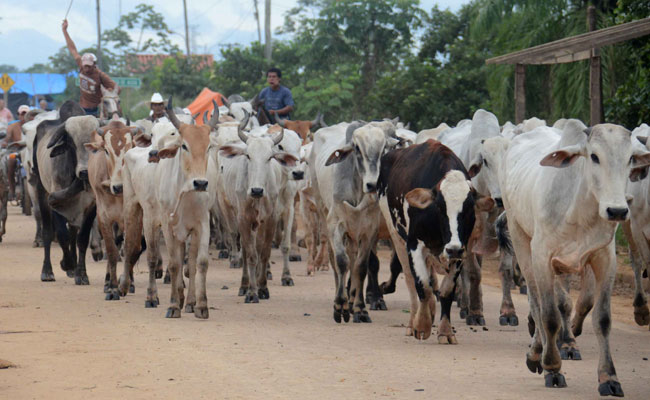 Debido a las inundaciones en el departamento de Beni el ganado en la región a ido en franco decremento. Foto: ABI