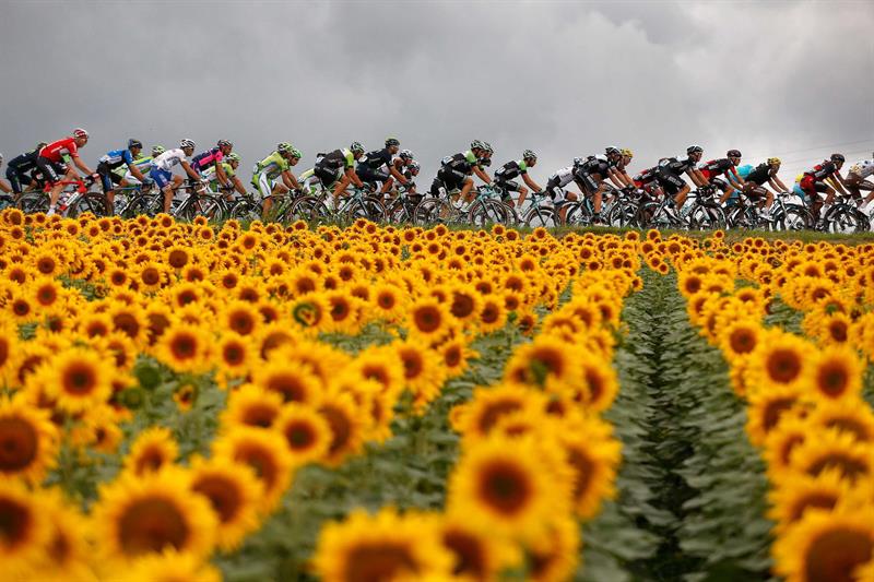 El pelotón de ciclistas en acción durante la decimonovena etapa del Tour de Francia. Foto: EFE