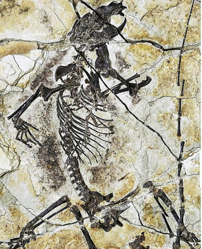 Fotografía facilitada por Nature del holotipo de Shenshou lui representando una nueva especie de mamíferos euharamiyidan. Foto: EFE