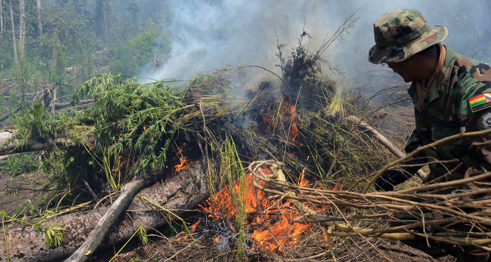 Incineración de cultivos de marihuana en la localidad de San Luis, en el municipio de Tiquipaya. Foto: ABI