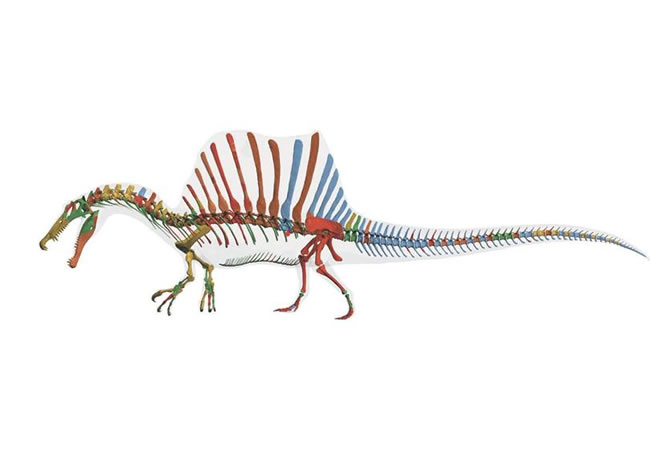 Dibujo de un Spinosaurus aegyptiacus encontrado en la región de Kem Kem, en Marruecos. Foto: EFE