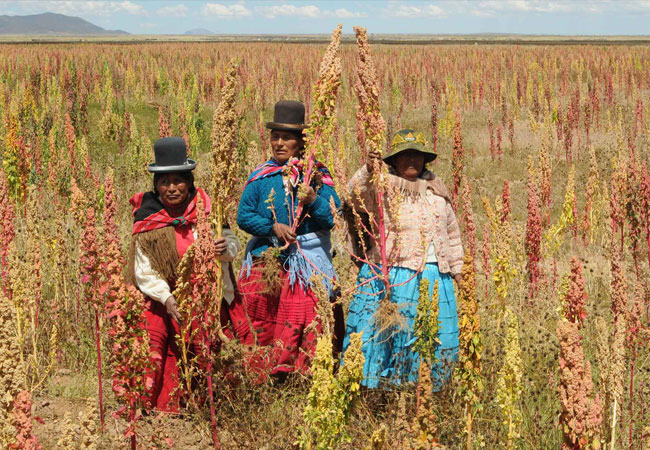 Plantaciones de quinua en el departamento de Oruro. Foto: ABI