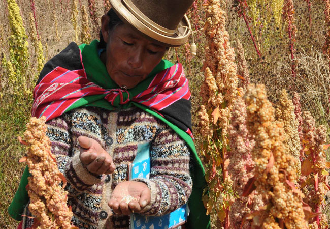 Producción de quinua en el sur de Bolivia. Foto: ABI