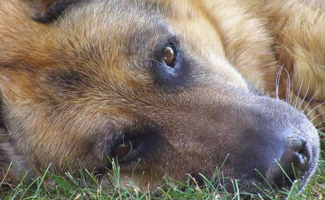 Perro entrenado es capaz de detectar cáncer de tiroides en orina humana. Foto: EFE