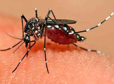 Mosquito Aedes Aegypti. Foto: ABI