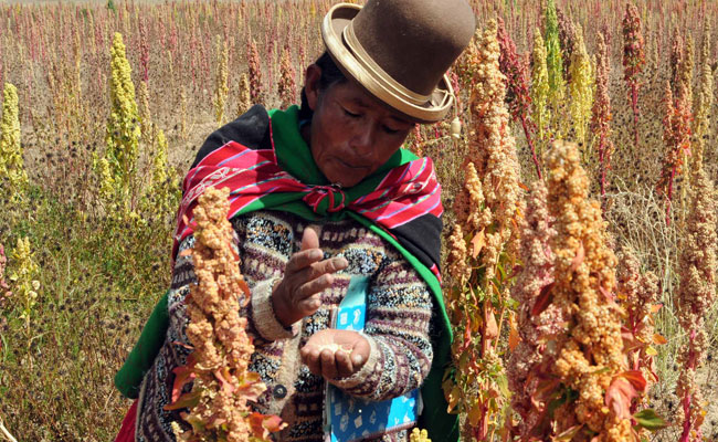 Producción de quinua en Bolivia. Foto: ABI