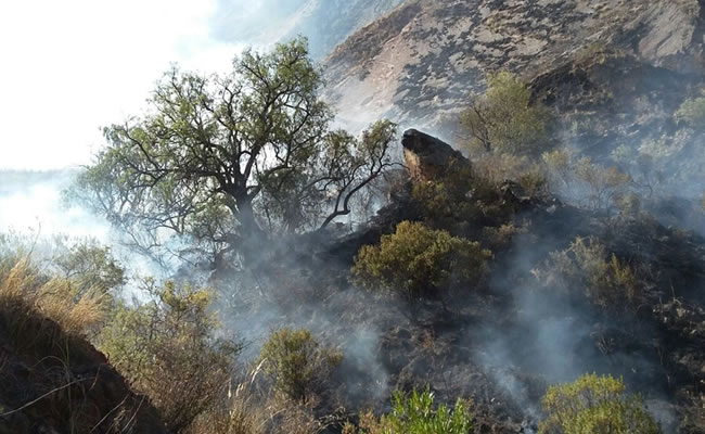 El incendio fue en el Parque Nacional Tunari de Cochabamba. Foto: ABI
