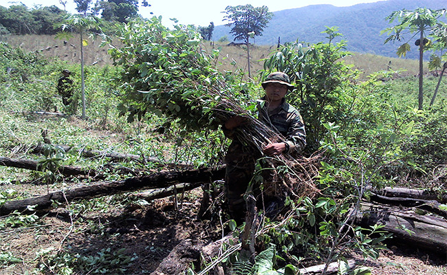 Cultivos de coca Bolivia. Foto: ABI