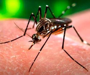 Ministerio de Salud confirma 48 casos de zika en Santa Cruz