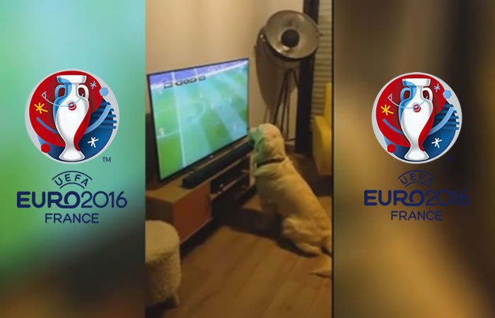 Este es el perro fanático de la Eurocopa 2016. Foto: Youtube
