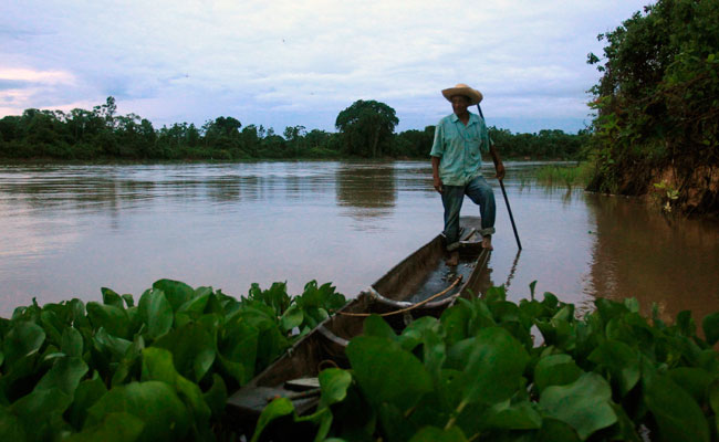 WWF pide proteger Amazonía. Foto: EFE