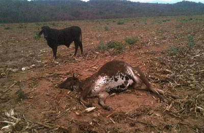 Ganado muerto en el municipio de Gutiérrez, en el departamento de Santa Cruz, debido a la sequía y falta de forraje. Foto: ABI
