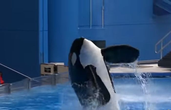 Orca Tilikum muere. Foto: Youtube