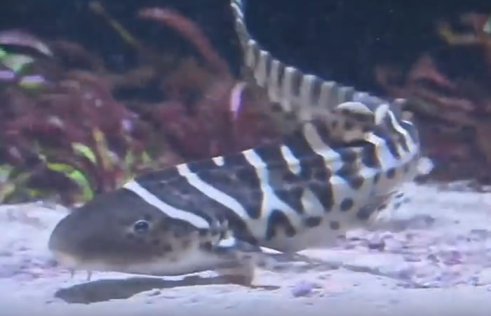 Tiburón Leopardo asexual. Foto: Youtube