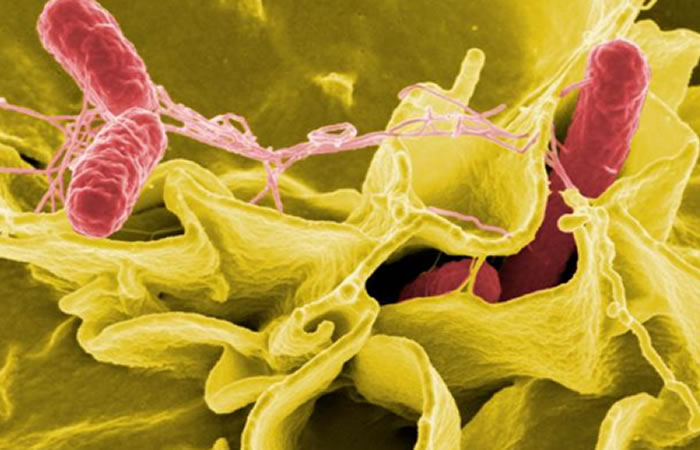 Bacterias para combatir el cáncer. Foto: EFE