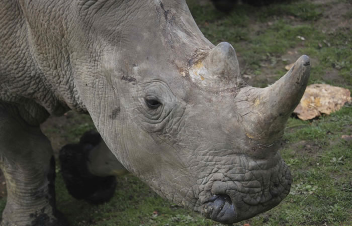 Cazadores furtivos matan a rinoceronte. Foto: EFE