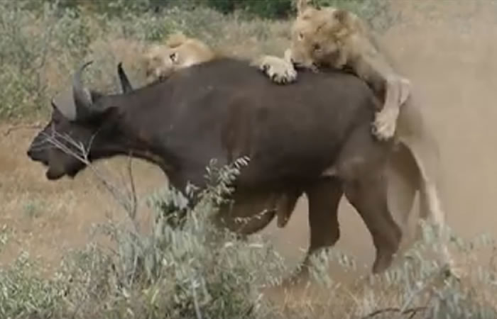 Leones atacan un búfalo y no les va bien. Foto: Facebook
