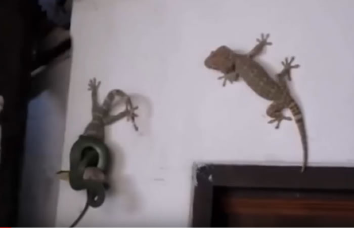 Valiente lagarto intenta ayudar a su compañero. Foto: Youtube