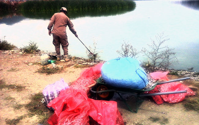 En 2016 miles de peces en Laguna Alalay, Cochabamba, aparecieron muertos a causa de la contaminación. Foto: ABI