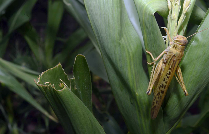En los primeros meses de este año, una plaga de langostas afectó cultivos en Santa Cruz. Foto. Foto: ABI