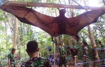 En Filipinas capturan impresionante murciélago gigante de 2 metros