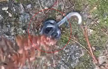 Video: En China hallan extraña serpiente de dos cabezas