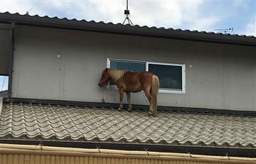 Pony se salvó de las inundaciones subiendo a un tejado y su hazaña conmueve en redes