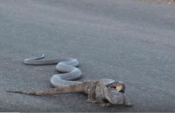 La impresionante pelea entre una cobra y un lagarto. Foto: Youtube