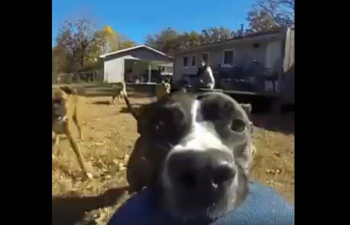 Perro se roba una GoPro y su huida se vuelve viral. Foto: Facebook