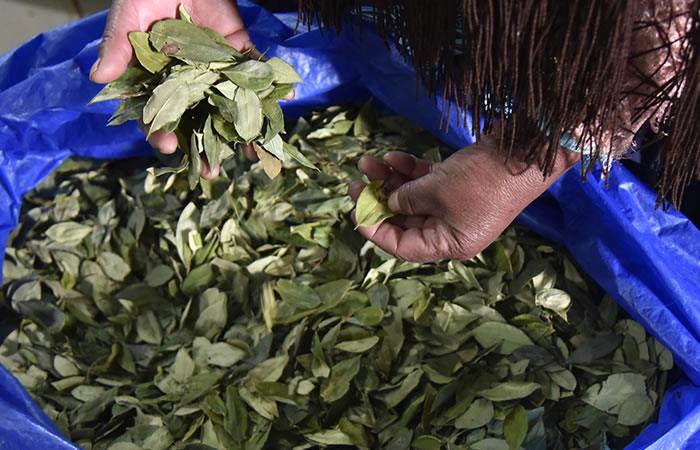 Bolivia es el tercer productor de coca y cocaína del mundo. Foto: AFP