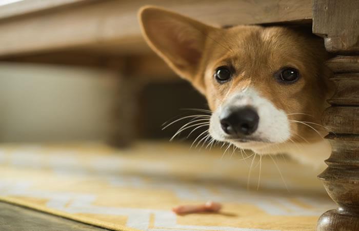 Consejos para que tu mascota no sufra con la pólvora. Foto: Shutterstock