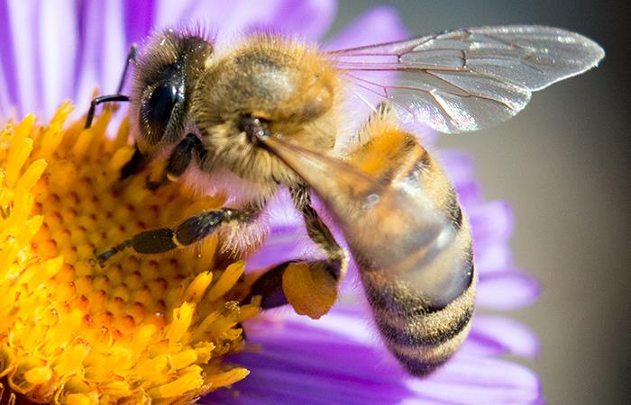 Las abejas se encuentran en riesgo por los químicos de los plaguicidas. Foto: Shutterstock