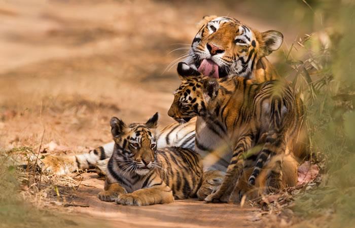 La población de tigres en el mundo ha tenido una dramática disminución. Foto: Shutterstock