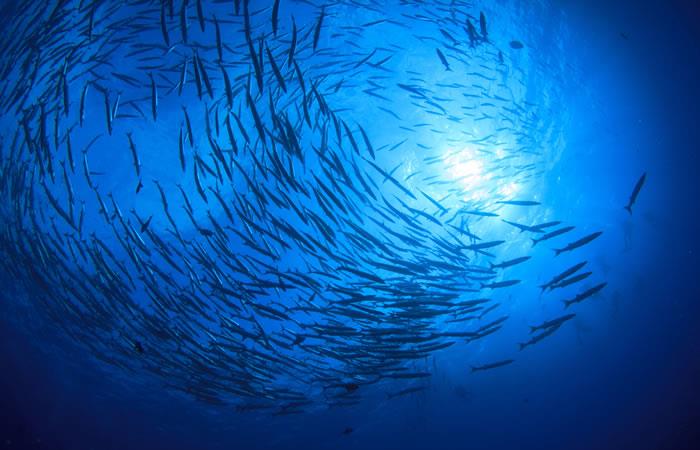 Los peces podrían detectar virus y ser la solución a enfermedades dañinas. Foto: Shutterstock
