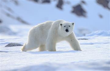 [VIDEO] Hallan a un oso polar con un misterioso mensaje en Rusia