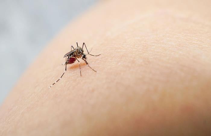 Alerta sanitaria por epidemia del Dengue. Foto: Shutterstock