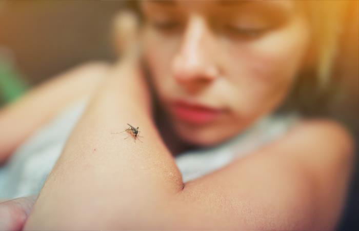 Casos de dengue en Bolivia. Foto: Shutterstock