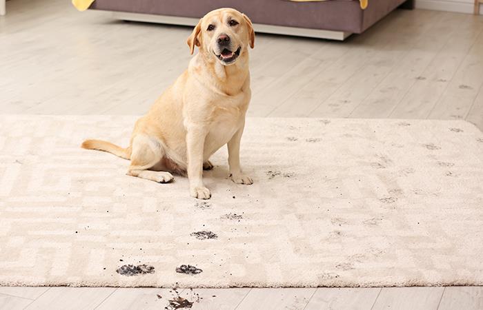 Esta es la forma correcta de desinfectar las patas de tu mascota. Foto: Shutterstock
