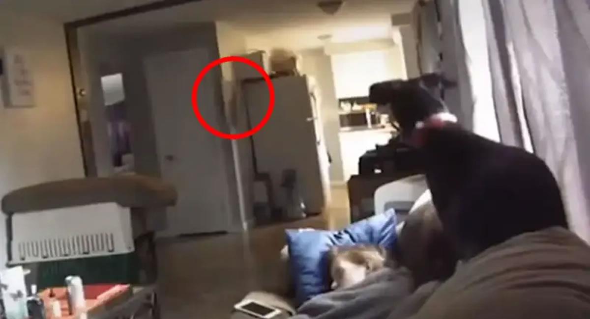TikTok paranormal: Un perro detectó la presencia de un fantasma dentro de  su casa