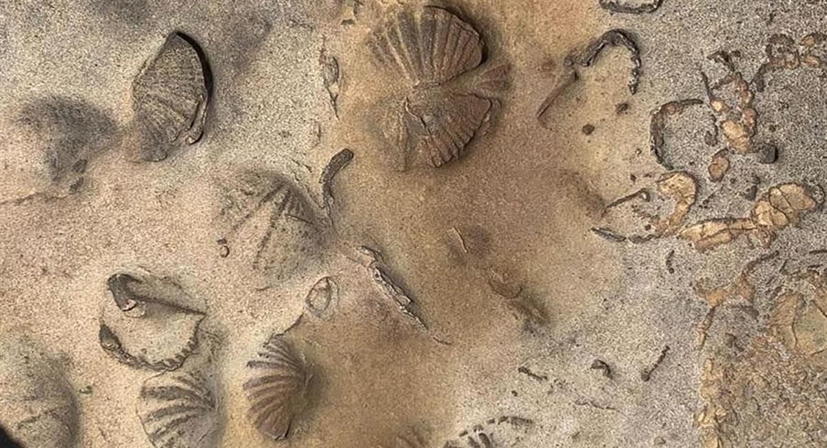 Hallazgo de restos fósiles de animales marinos en el Territorio Indígena Parque Nacional Isiboro Sécure (Tipnis). Foto: EFE