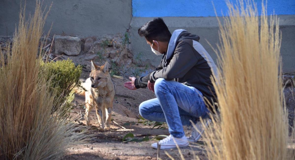 El zorro Antonio será devuelto al zoológico de Oruro. Foto: ABI