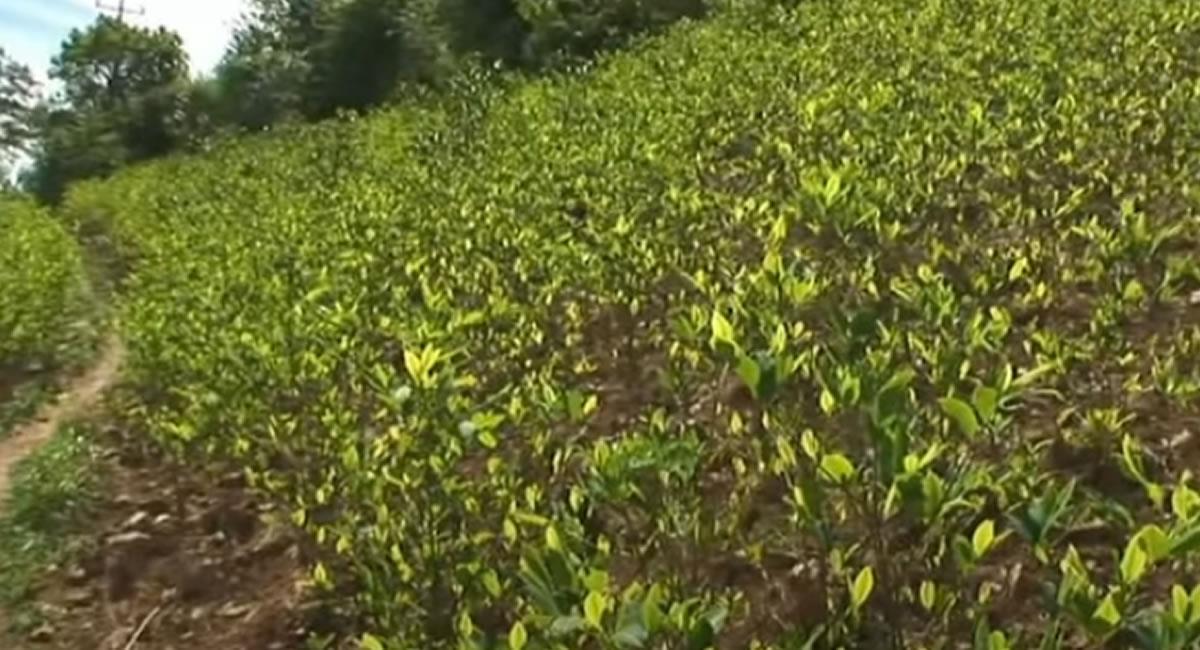 La hoja de coca está consagrada por sus usos tradicionales, medicinales y culturales. Foto: Youtube / Captura canal  Univision Noticias