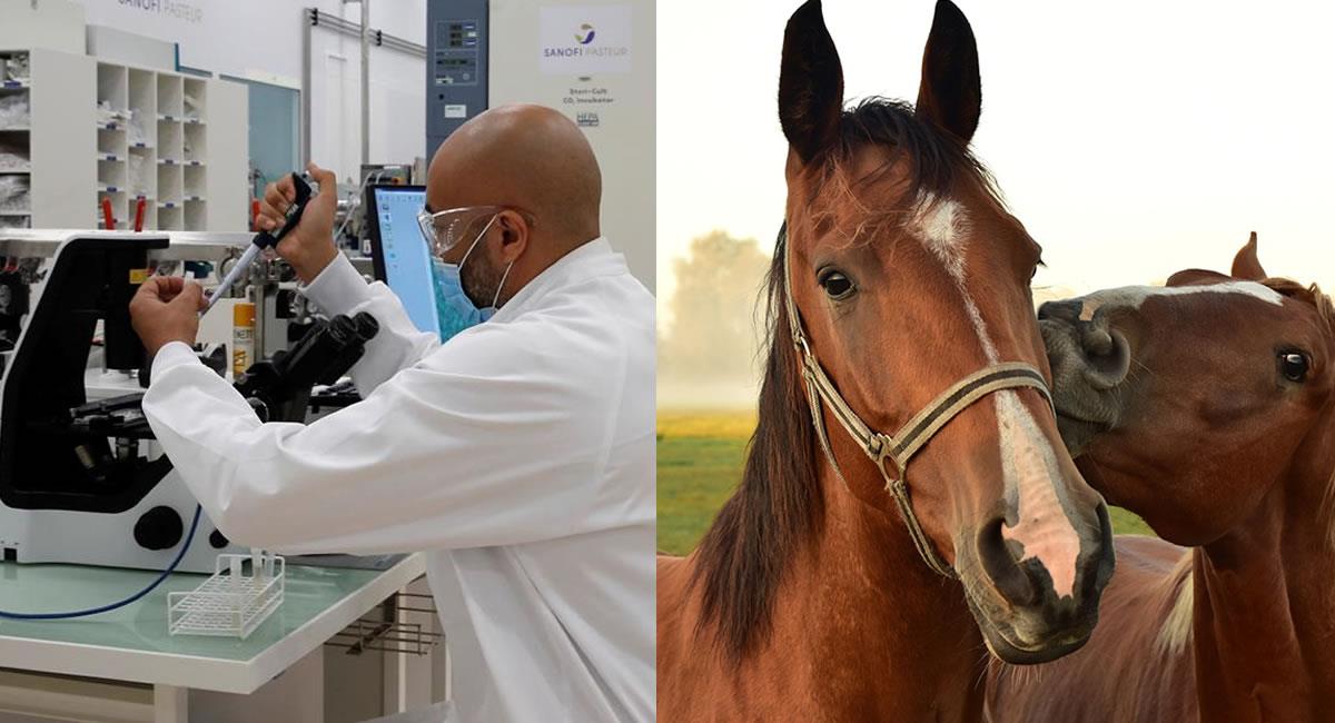 El proceso comenzó cuando a un grupo de caballos se les efectuaron inmunizaciones con combinaciones de proteínas del coronavirus. Foto: EFE y Pixabay